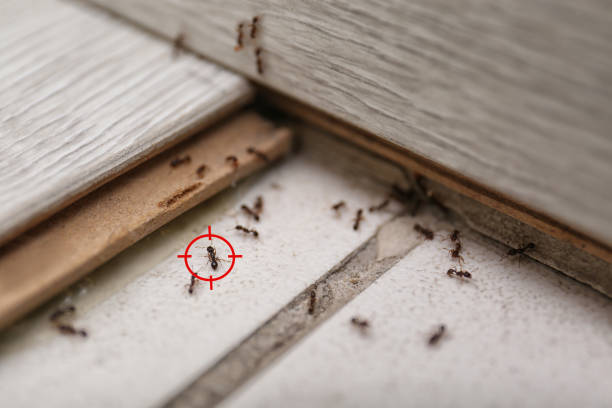 Best Local Pest Control Services  in Stagecoach, NV